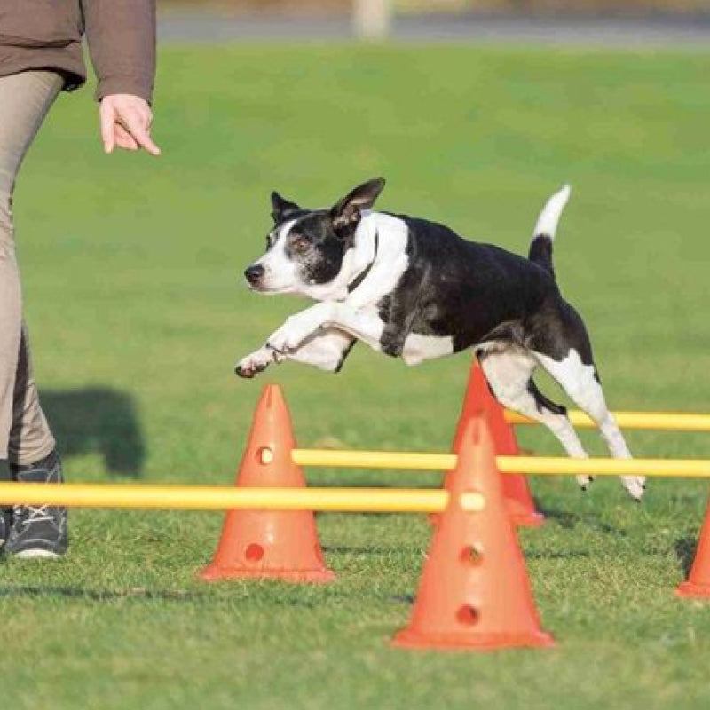 Corso Goodog - Percorso ad ostacoli